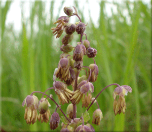 Wild Flower Seeds & Plants